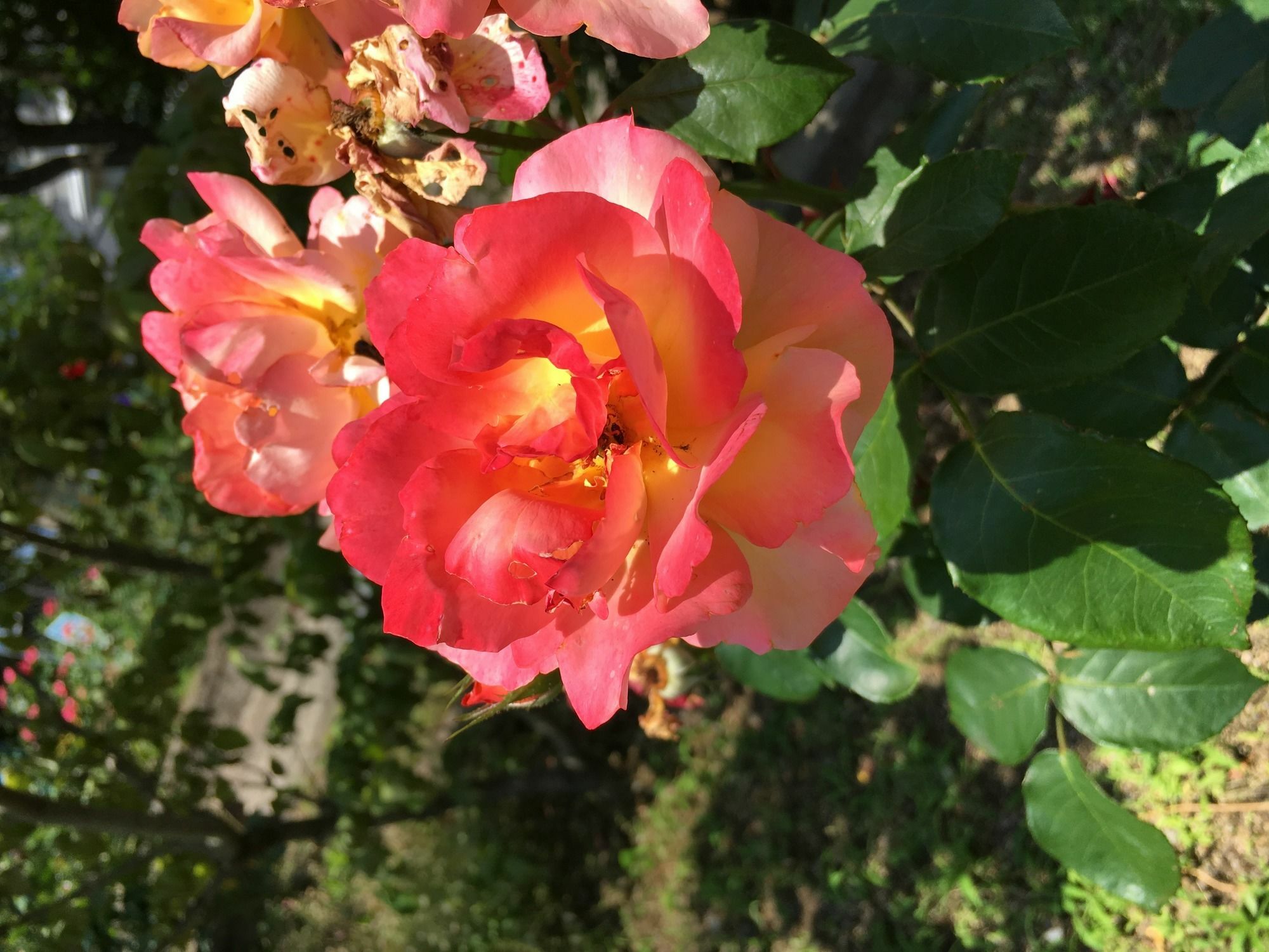 Fukuyama Rose Garden Hotel Extérieur photo